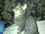 Bronze Egyptian Mau Kitten For Sale