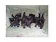 kittens looking for new homes. homes needed for kittens.....