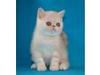 CREAM TABBY Exotic Shorthair Male He is Gorgeous Exotic....
