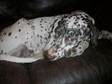 Daisy 3 year old female liver spotted Dalmatian,  ready....