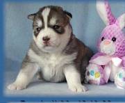 affectionate siberian husky puppies ready for good homes now