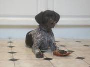 German shorthaired pointer puppy