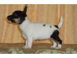 Cumbreck Jack Russells have 1 rough coated tri colour small