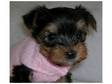 Tiny Yorkshire Terrier Puppies - ready now