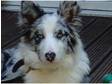 gorgeous blue merle border collie for stud