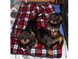 Pedigree KC Registered Miniature Wire Haired Dachshund Puppies in