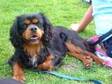 Cavalier King Charles Spaniel Male. 2 year old black and....