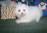 Pure White American Eskimo Dog Puppies Available