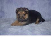German sherperd puppy ready for any home