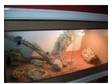 2 bearded dragon lizards and vaverium for sale. hi,  im....