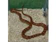 Various adult corn snakes of breeding size. I have the....