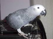 african grey parrot and state of the art cage,  stand n toys